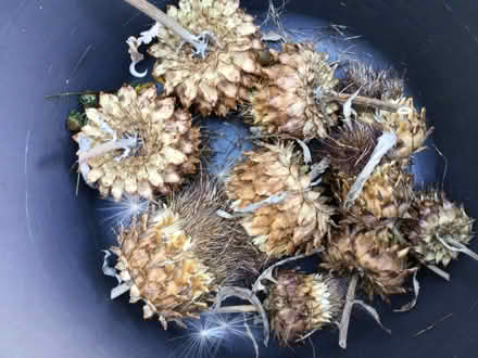 Photo of free Cardoon heads (Blewbury OX11) #2