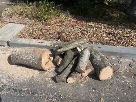 Photo of free Oak logs for firewood (Tiburon - near Corte Madera) #1