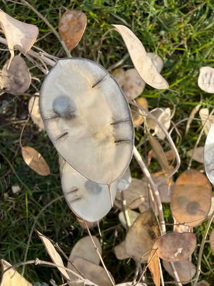 Photo of free Honesty seed heads (East Marden PO18) #2