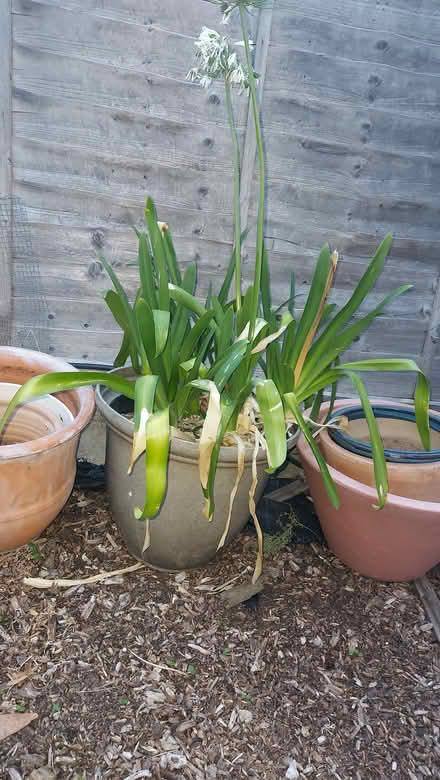 Photo of free Beautiful Outdoor plants (Southfields SW18) #1