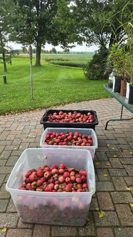 Photo of free Windfall feed apples (Stittsville) #1