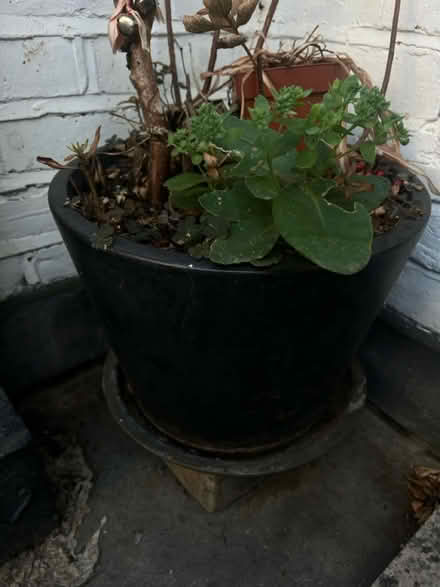 Photo of free Black ceramic pot with tray (Battersea SW11) #1