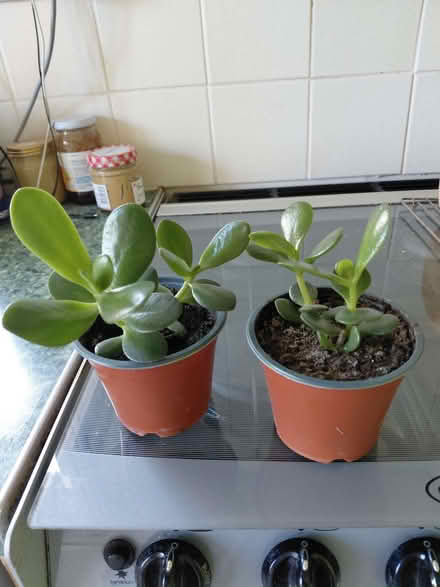 Photo of free Jade Plants (Stroud GL5) #1