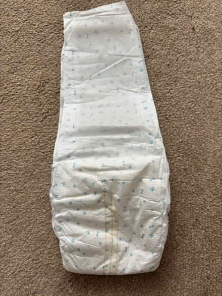 Photo of free Dog incontinence pads (East Kilbride G74) #3