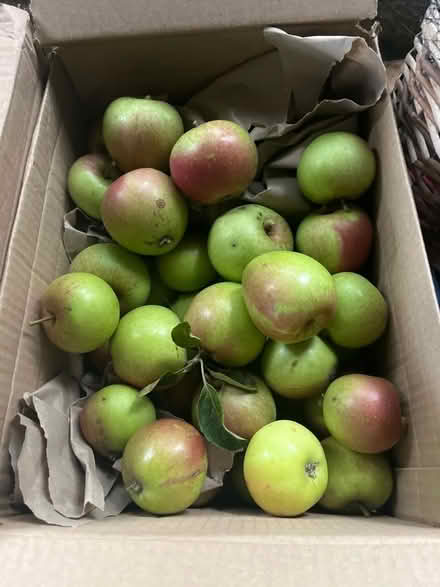 Photo of free Apples (Moortown LS17) #1