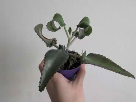 Photo of free Mother of thousands houseplants (Beeston NG9) #1