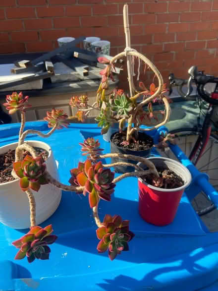 Photo of free Succulents (Prescot Merseyside) #2