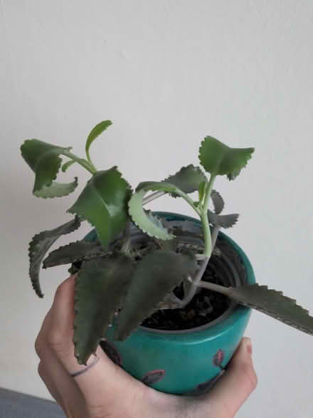 Photo of free Mother of thousands houseplants (Beeston NG9) #2