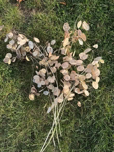 Photo of free Honesty seed heads (East Marden PO18) #1
