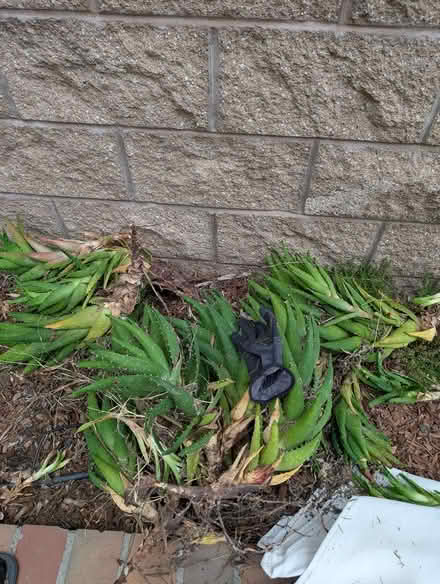 Photo of free African aloe plants ready to root (Hercules) #1