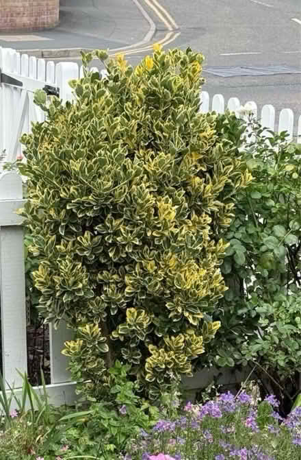 Photo of free Euonymous (BH23 1HX) #1