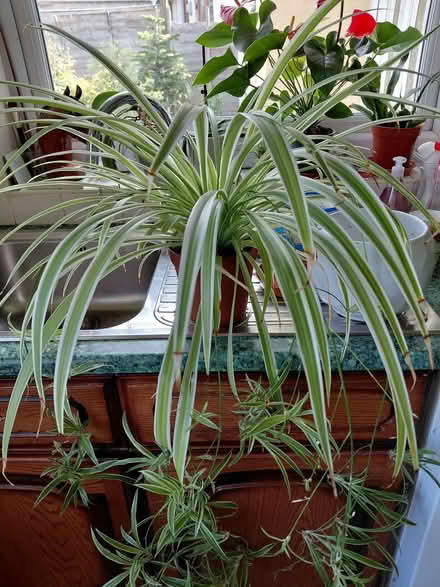 Photo of free Spider plant (Stroud GL5) #1