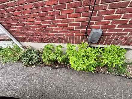 Photo of free Basil plants - very healthy (Downtown Princeton) #1