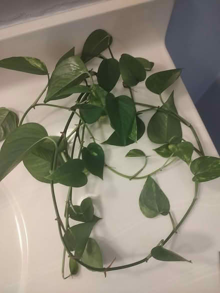 Photo of free Houseplant clippings (Odenton) #2
