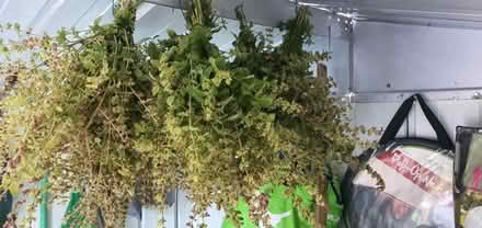 Photo of free Harvested lemon balm (TN35 Ore) #1