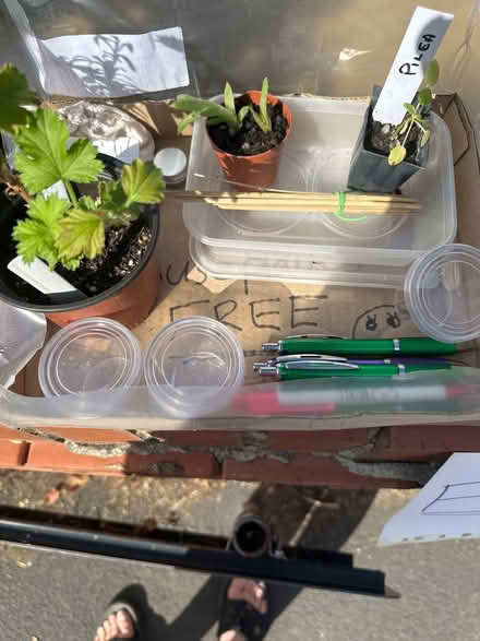Photo of free Plants, pots, pens etc (CO4 9 Colchester) #2