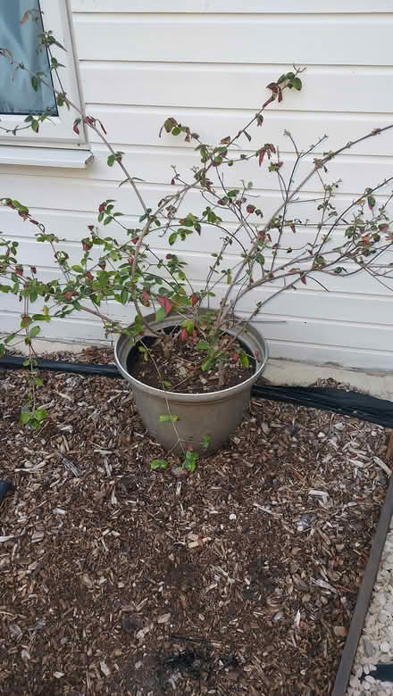 Photo of free Beautiful Outdoor plants (Southfields SW18) #2