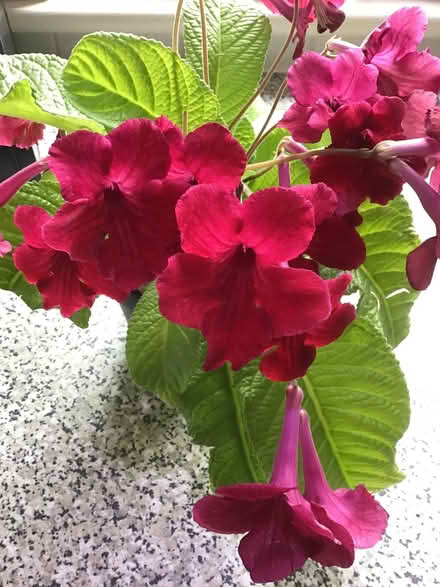 Photo of free Streptocarpus Indoor Plant (Newby CA10) #1