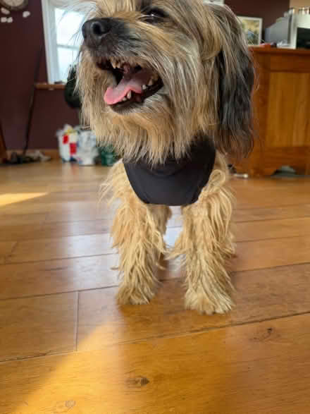 Photo of free 2x Dog T-Shirt Small (Cumnor OX2) #2