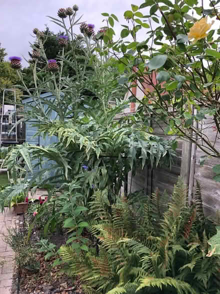 Photo of free Cardoon heads (Blewbury OX11) #1