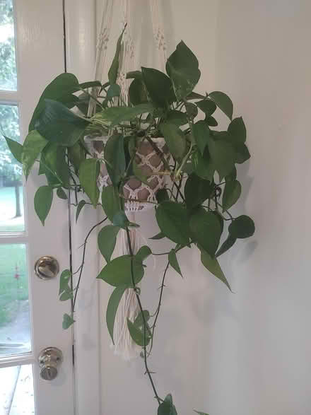 Photo of free Houseplant clippings (Odenton) #1