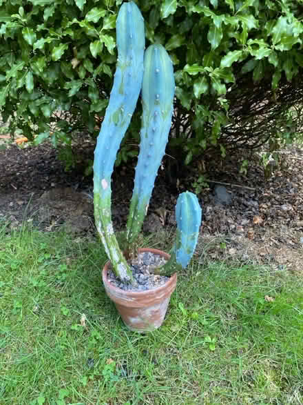 Photo of free Cacti (Norwich NR2) #1