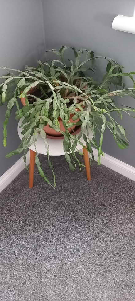 Photo of free Large Christmas cactus (Cliftonville CT9) #1