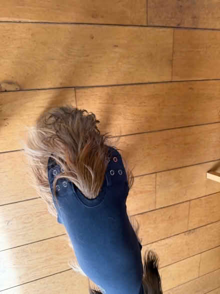 Photo of free 2x Dog T-Shirt Small (Cumnor OX2) #3