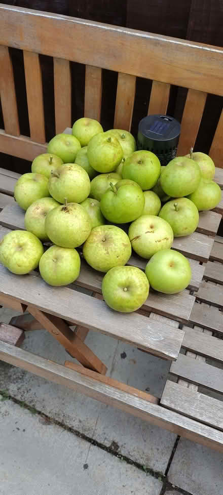 Photo of free Asian Pears (Ramsgate CT12) #1