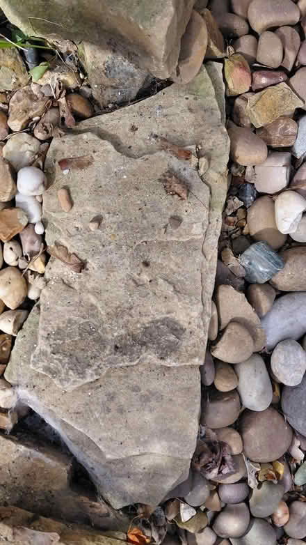 Photo of free Large rockery rocks (Sheffield S12) #3