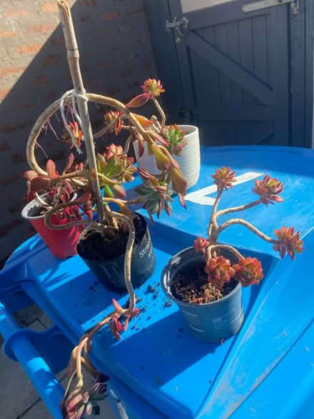 Photo of free Succulents (Prescot Merseyside) #1