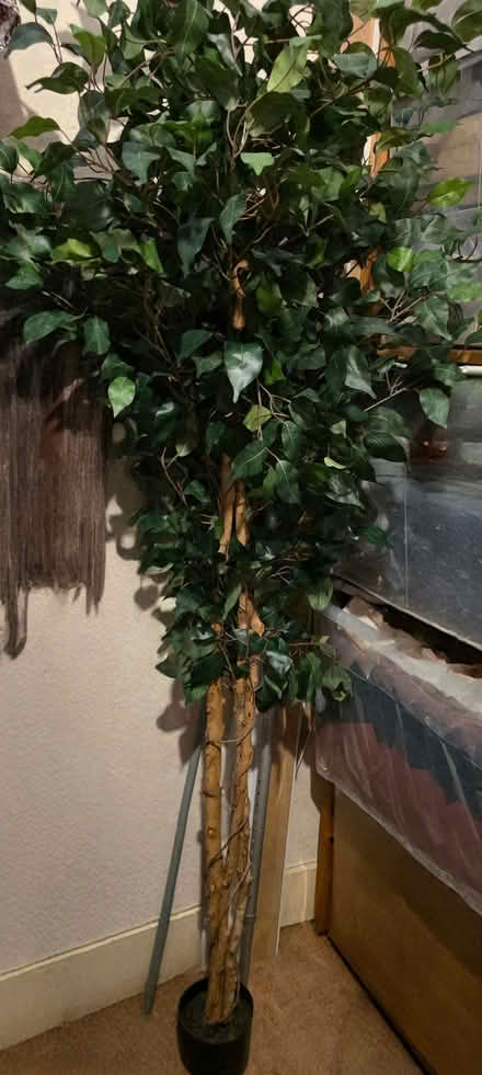 Photo of free Fake tree (East Dulwich SE22) #1