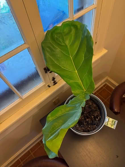Photo of free Fiddleleaf Fig Plant (Near Downtown) #3