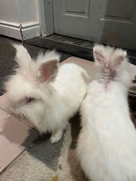 Photo of free two white lion head bunnies (Longton ST3) #2