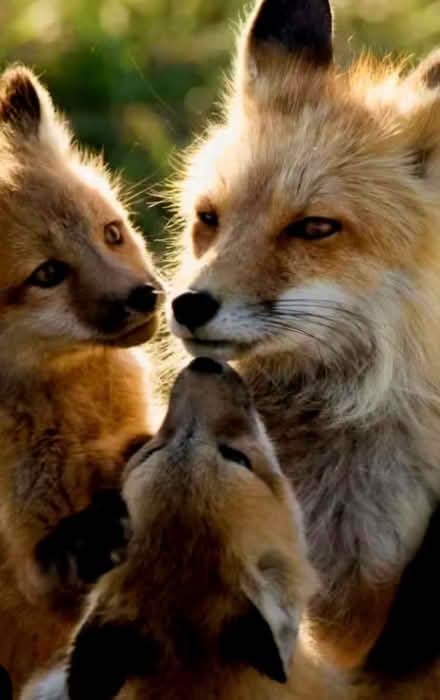 Photo of Dog/Cat Food for Foxes. (Greasby CH49) #1