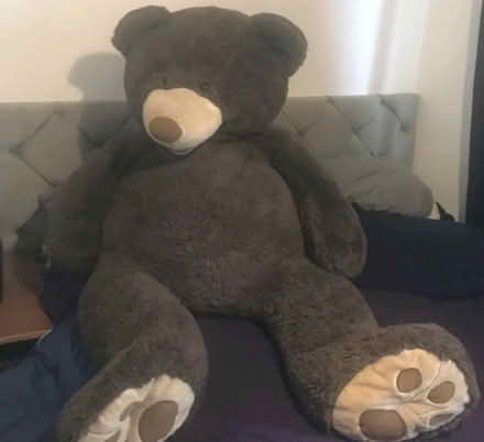 Photo of free Costco Bear (Stanwell TW19) #2