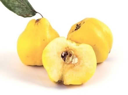 Photo of Quince (Neithrop OX16) #1