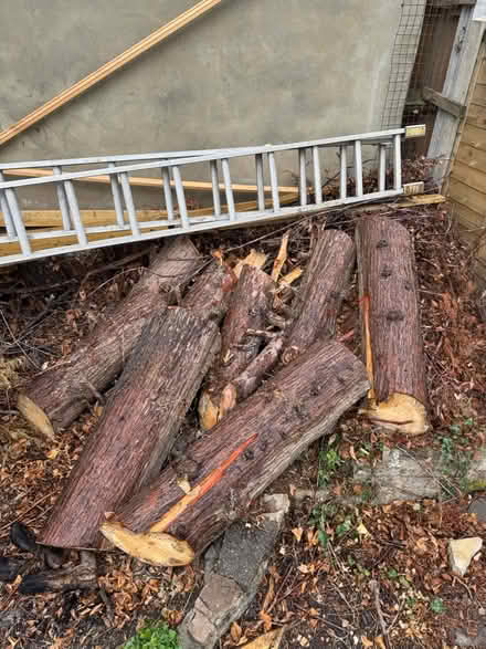 Photo of free Logs (Palmers Green N14 7) #3