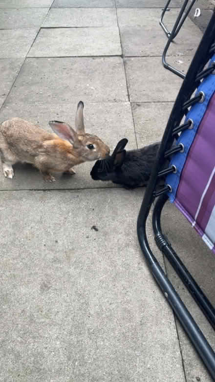 Photo of free brown rabbit (Longton ST3) #3