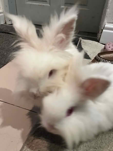 Photo of free two white lion head bunnies (Longton ST3) #1