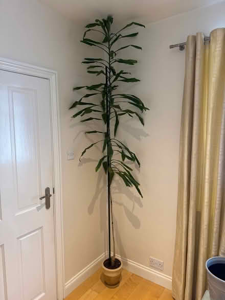 Photo of free Tall house plant (Bexhill TN40) #1