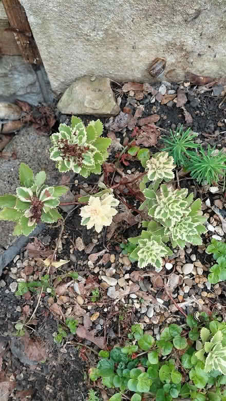 Photo of free Rockery sedum plants (Sheffield S12) #3