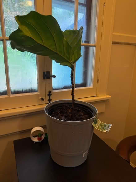Photo of free Fiddleleaf Fig Plant (Near Downtown) #2