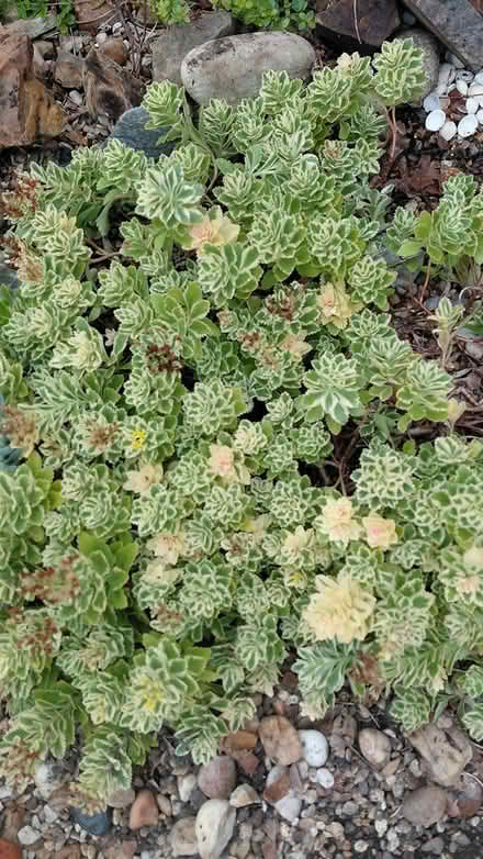 Photo of free Rockery sedum plants (Sheffield S12) #1