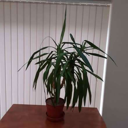 Photo of free Yucca Plant (Fullers Slade MK11) #1