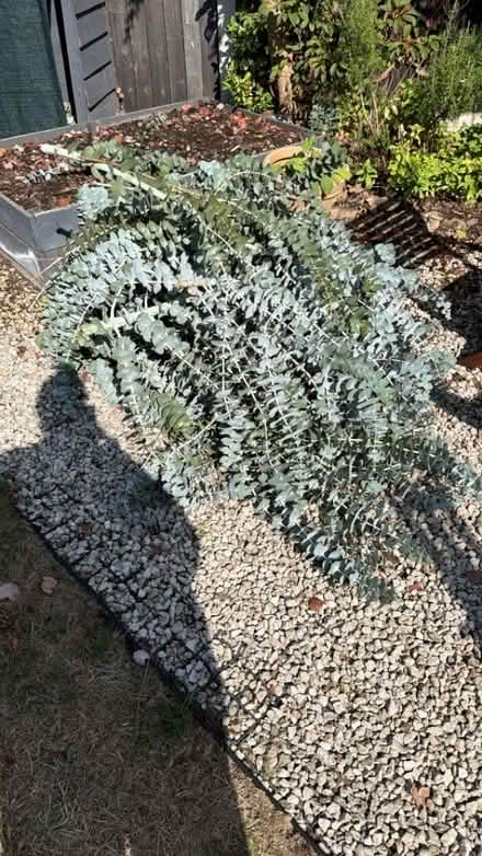 Photo of free Eucalyptus Tree Foliage (Swarkestone DE73) #1