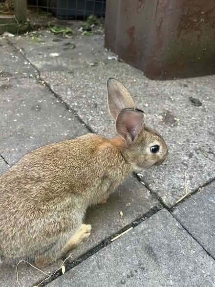 Photo of free brown rabbit (Longton ST3) #1