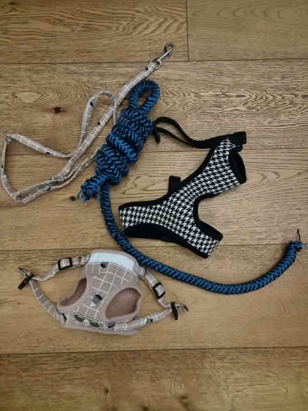 Photo of free Cat harness, dog harness, dog toy (Clapham SW4) #1