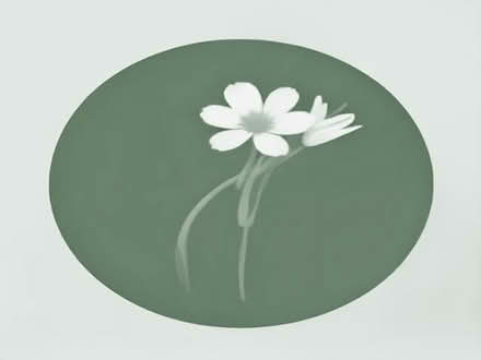 Photo of Flowers (Hendon, The Hyde NW9) #1