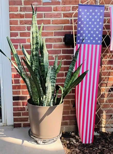 Photo of free House Plant, Floor Plant (Concord Village, 63128) #1